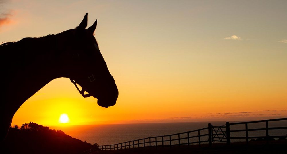 Horse fence containing a silhouetted horse on a ranch.