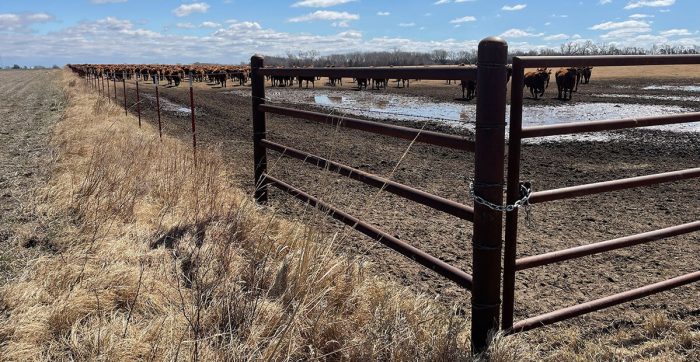 Fencing enclosing cattle on a ranch.